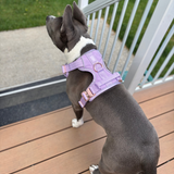 Heavy-Duty Everyday Harness - Lilac