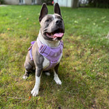 Heavy-Duty Everyday Harness - Lilac