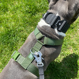 Y Strap Adventure Harness - Cactus Green