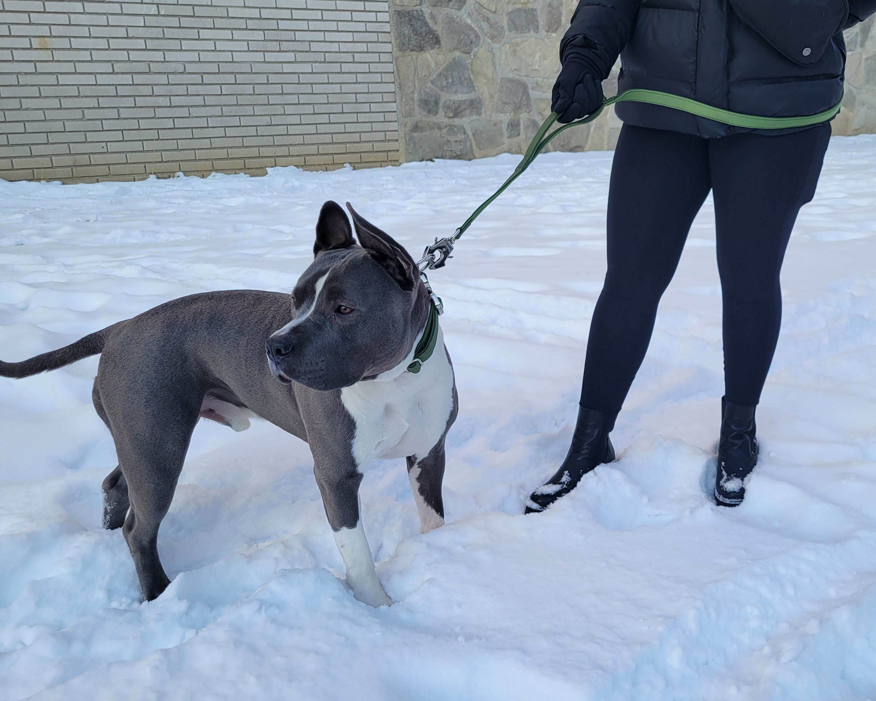 How to Build the Perfect Dog Walking Kit