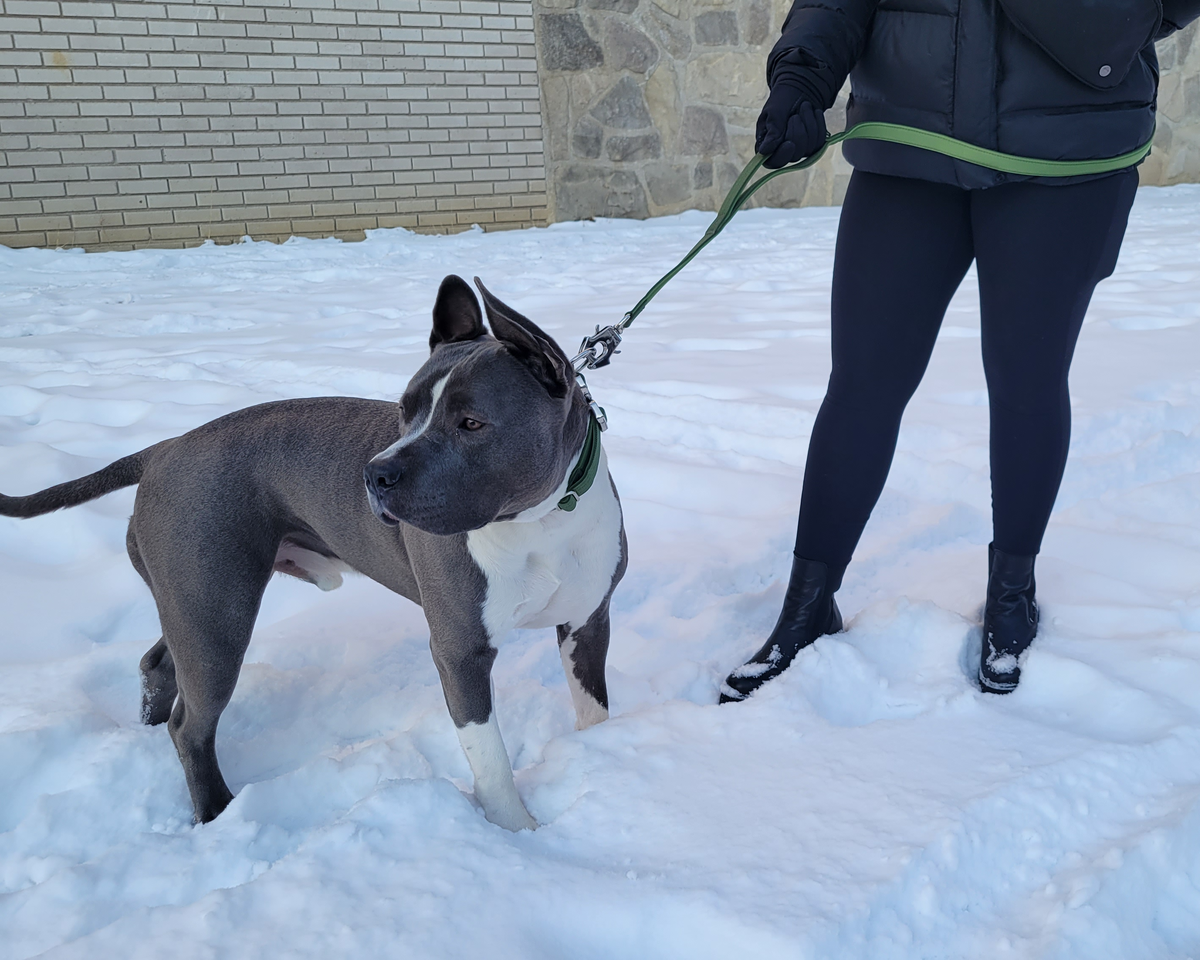 How to Build the Perfect Dog Walking Kit
