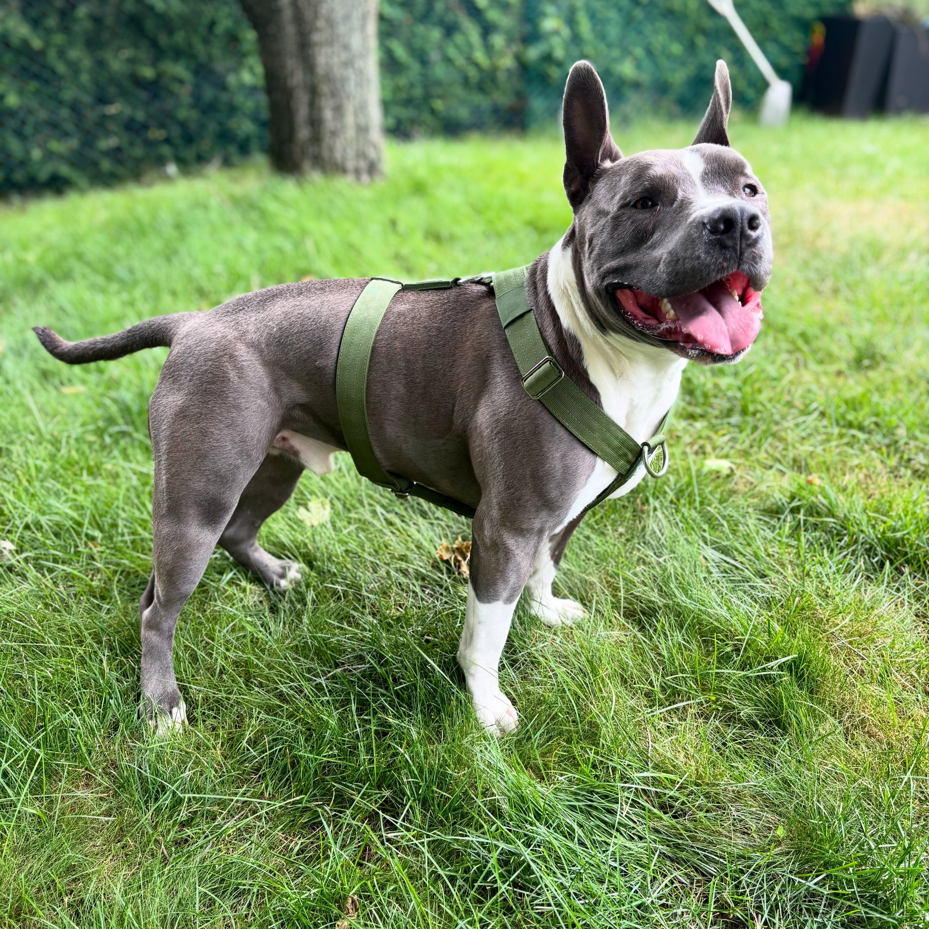 Harness vs. Collar: Which Is Better for Your Dog?