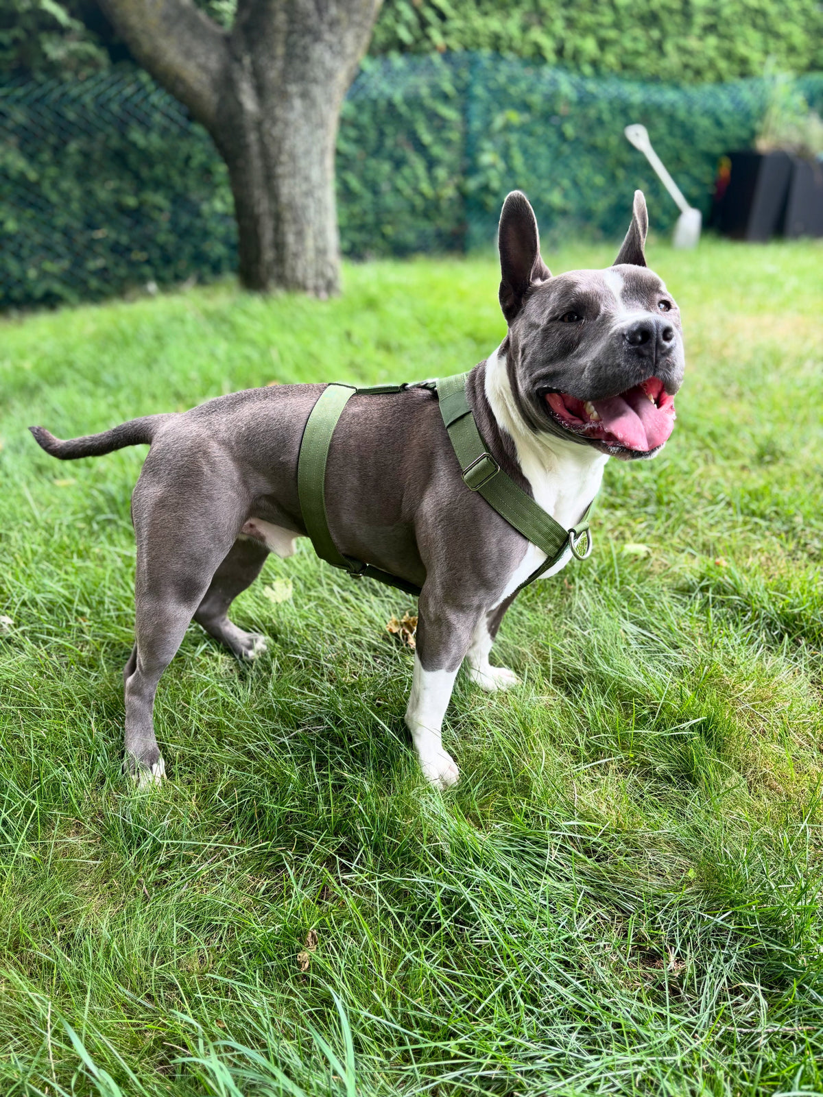 Harness vs. Collar: Which Is Better for Your Dog?