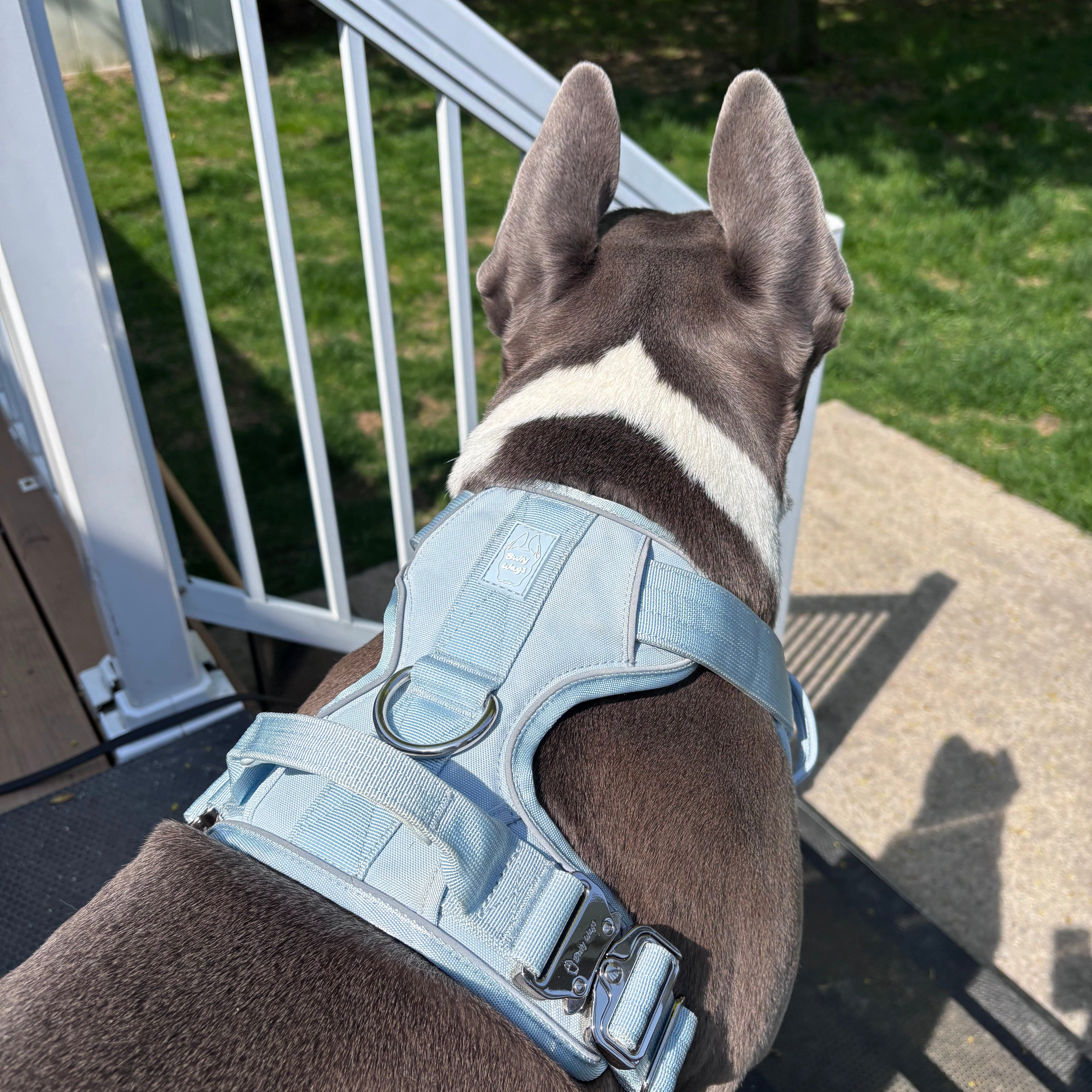 Best Harness for Large Dogs: What Features Actually Matter?