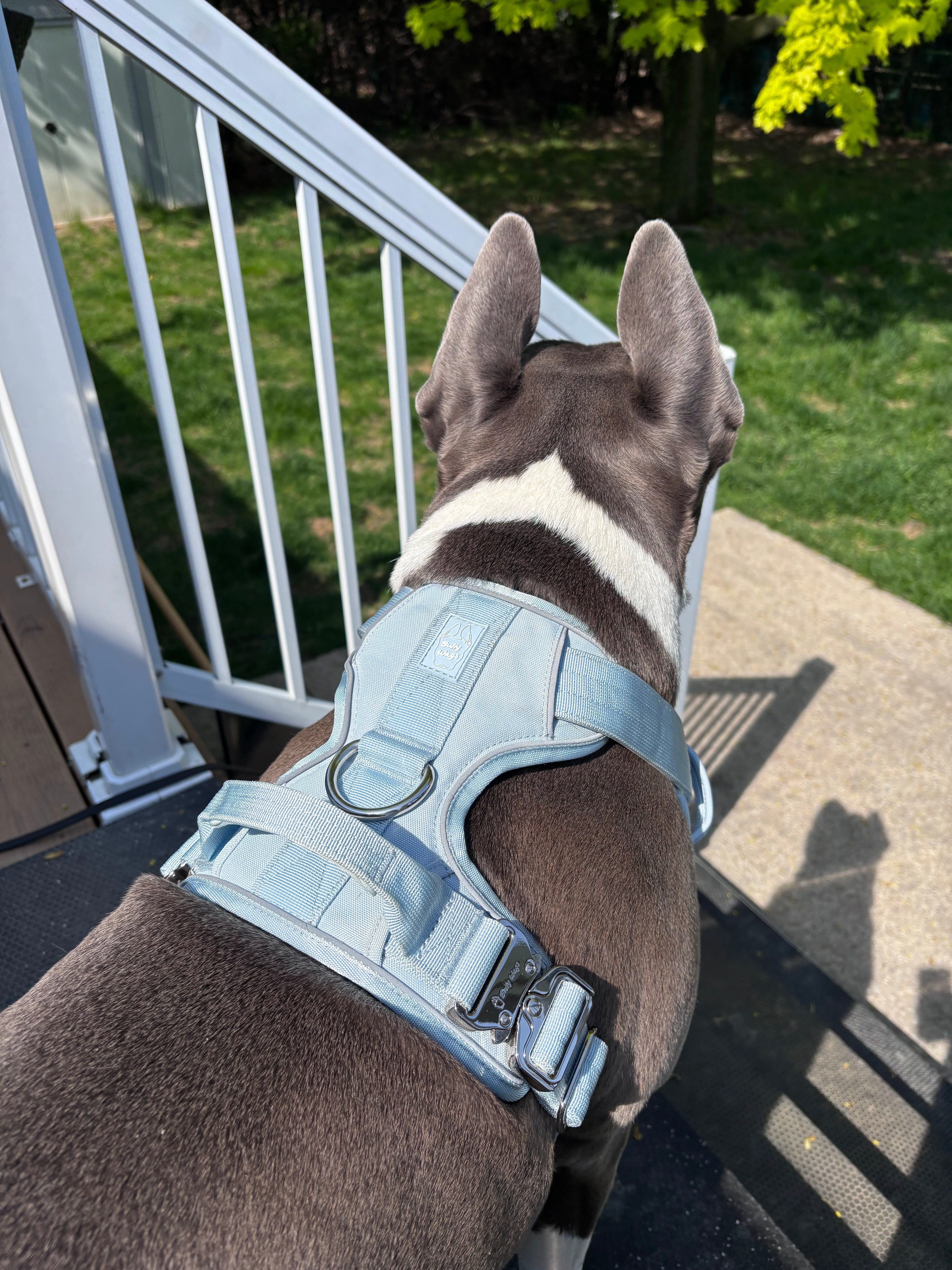Best Harness for Large Dogs: What Features Actually Matter?