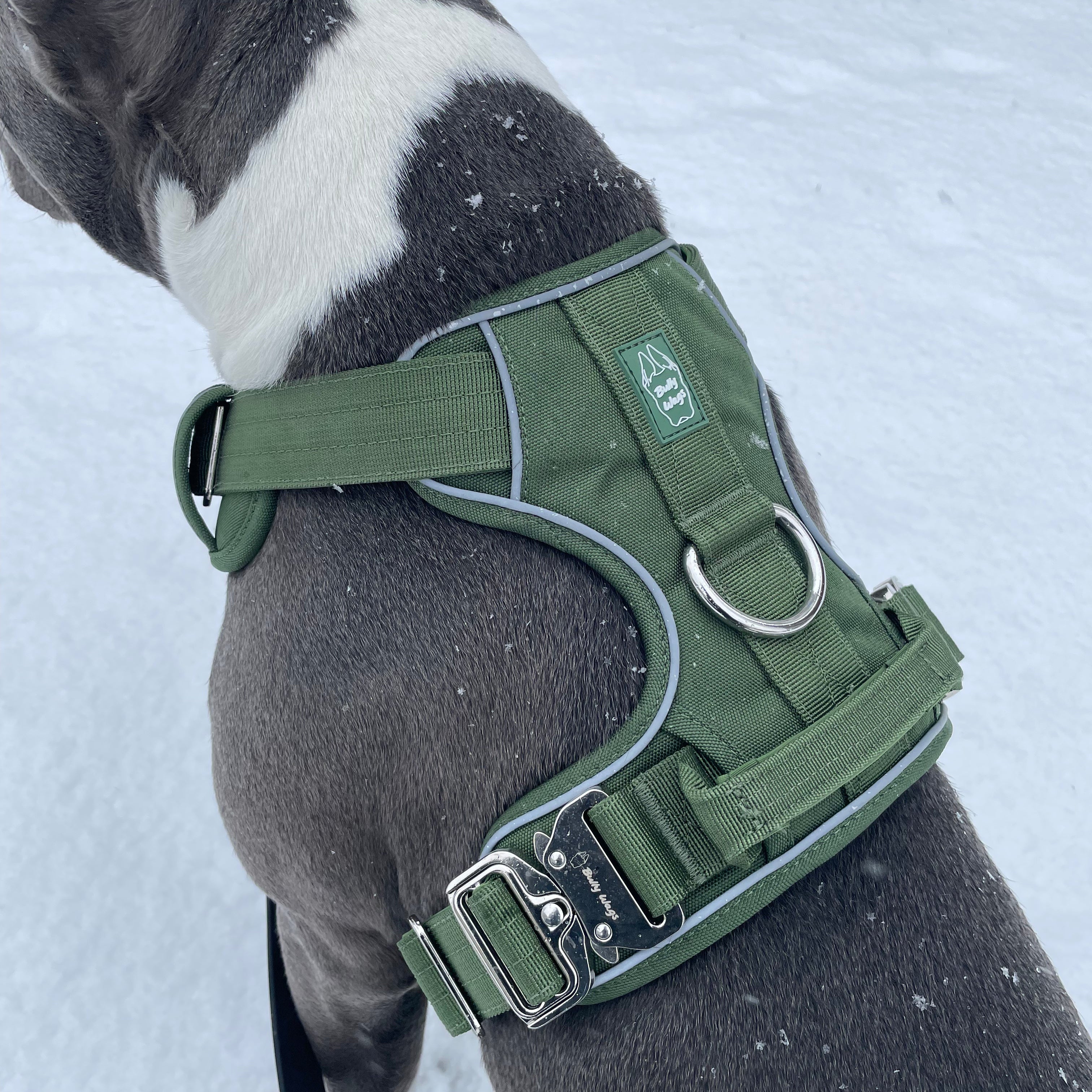 How to Measure Your Dog for a Harness (And Why Weight Alone Isn't Enough)