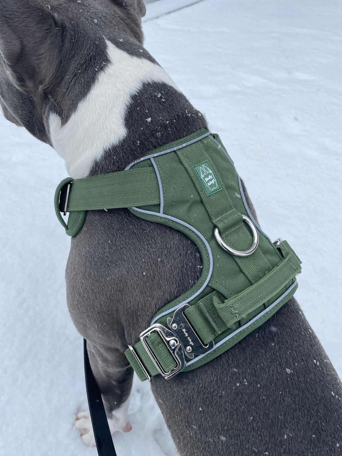 How to Measure Your Dog for a Harness (And Why Weight Alone Isn't Enough)