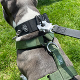 2 inch Waterproof PVC Dog Collar