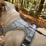 Dog wearing a baby blue heavy-duty dog harness in a forest setting.
