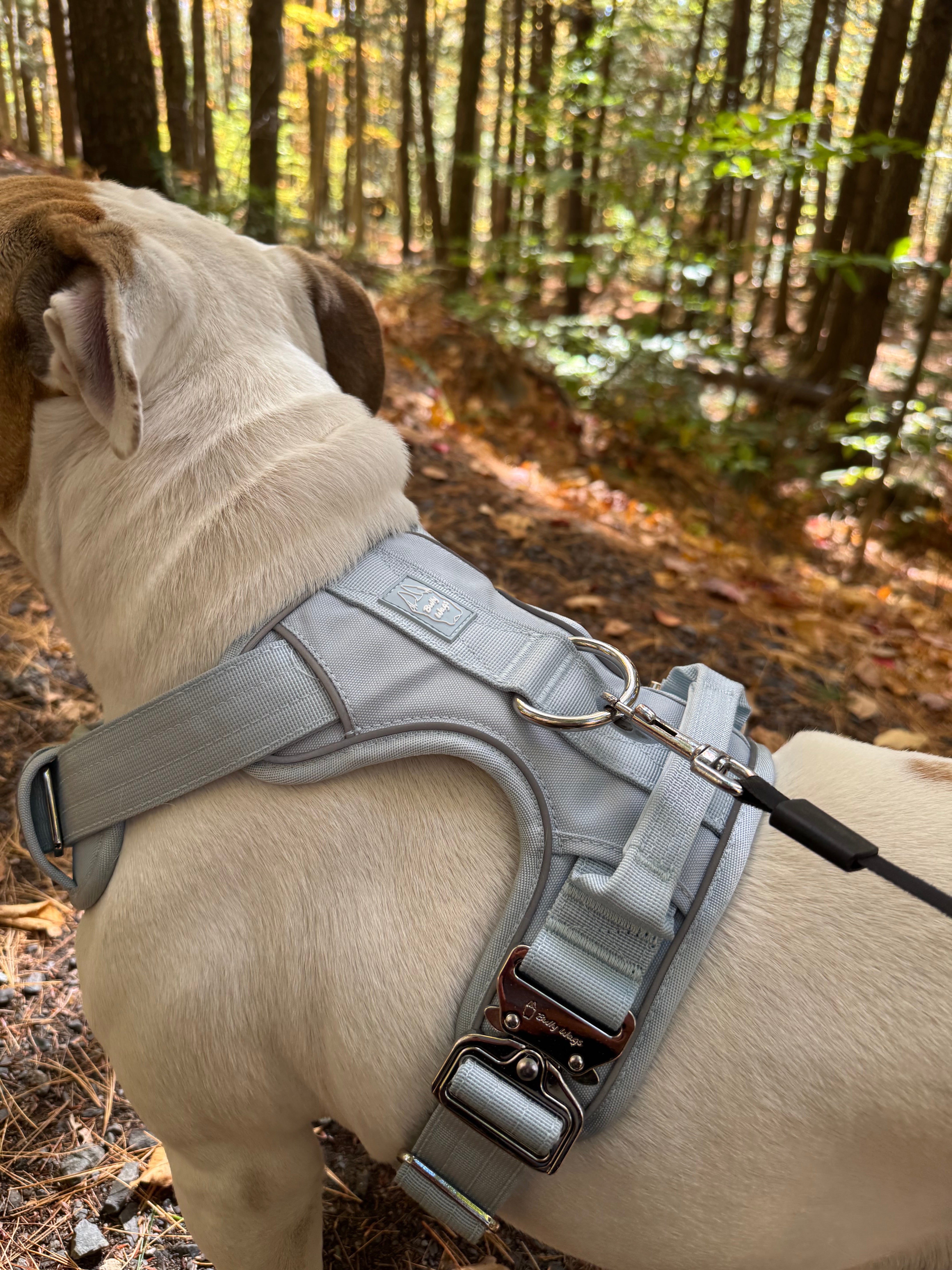 Dog wearing a baby blue heavy-duty dog harness in a forest setting.