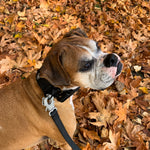Brown and white Boxer dog wearing a black 2-inch PVC collar and attached black PVC leash with silver hardware, standing on autumn leaves.