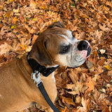 Brown and white Boxer dog wearing a black 2-inch PVC collar and attached black PVC leash with silver hardware, standing on autumn leaves.