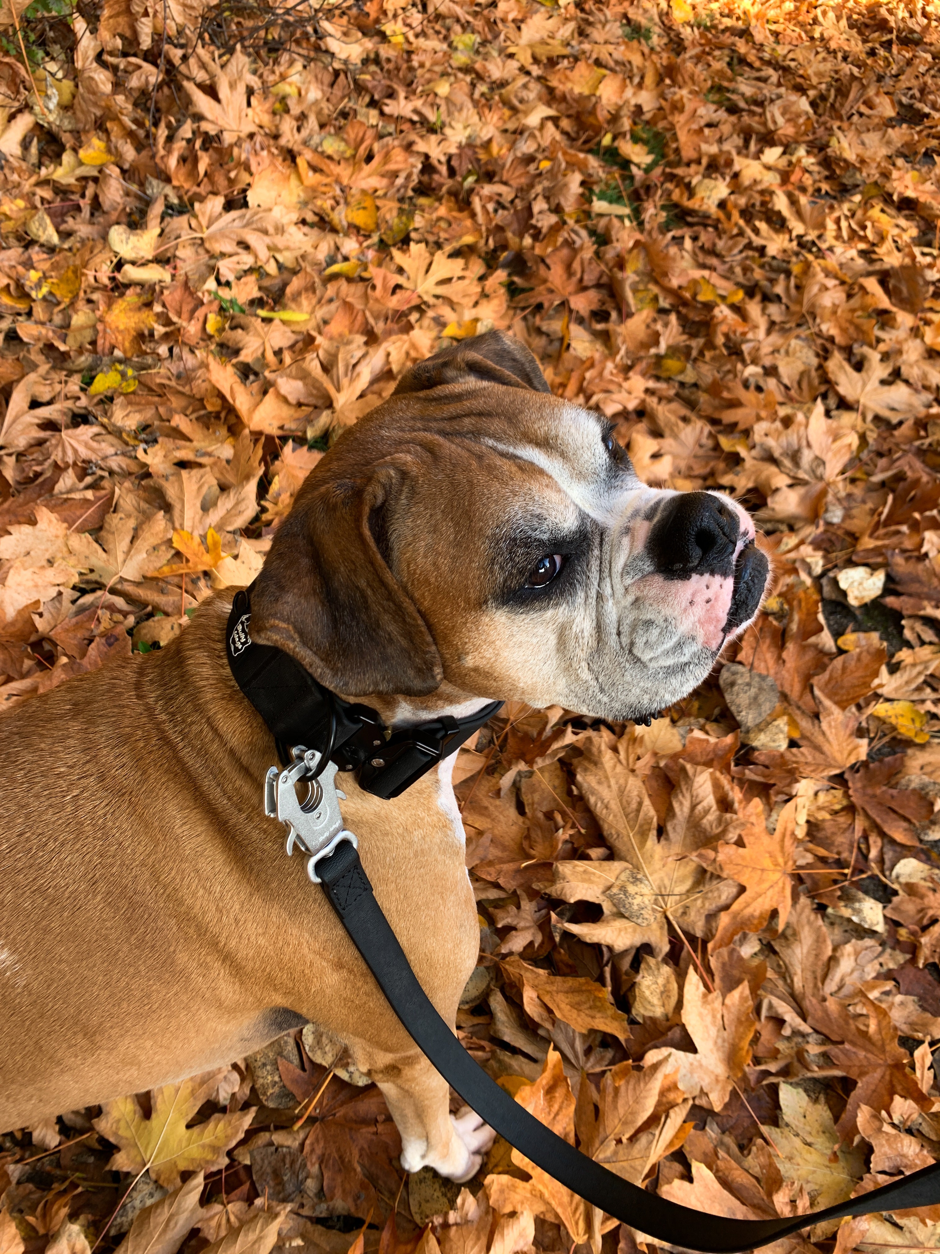 Brown and white Boxer dog wearing a black 2-inch PVC collar and attached black PVC leash with silver hardware, standing on autumn leaves.