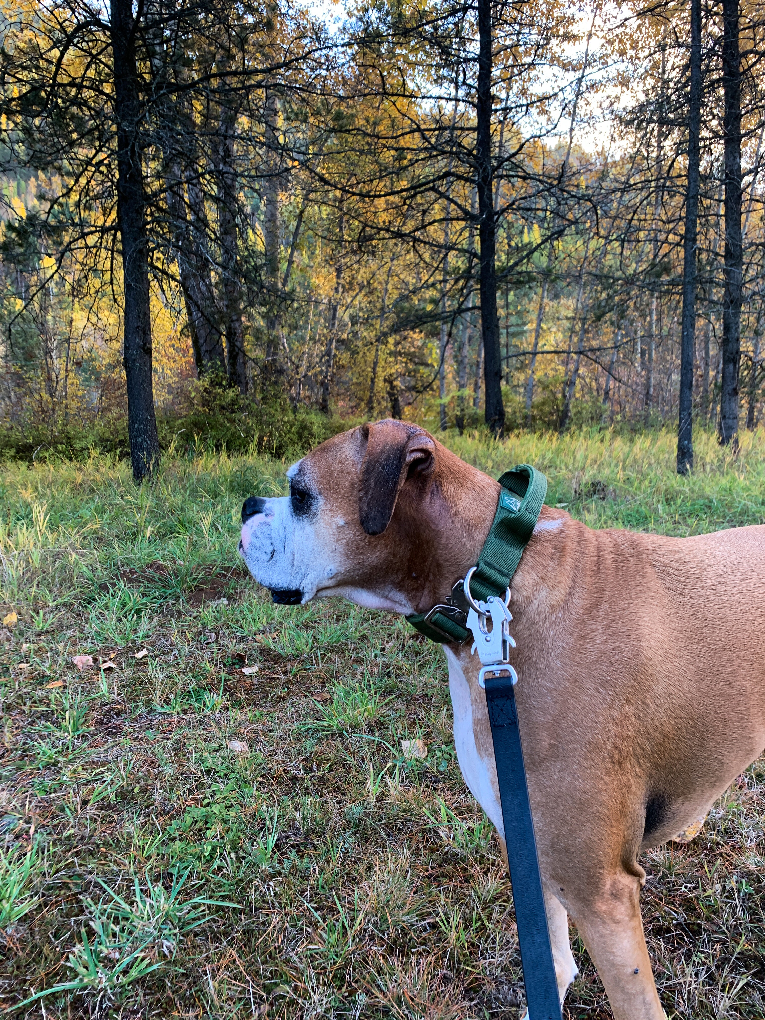 Brown and white Boxer dog wearing a cactus green 1.5-inch nylon collar and a black PVC leash with silver hardware, standing in a grassy forest clearing with autumn trees in the background.