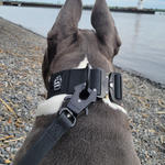 Bruce wearing a black 2-inch waterproof PVC dog collar and matching black waterproof PVC leash while standing near the water with a lighthouse visible in the distance.