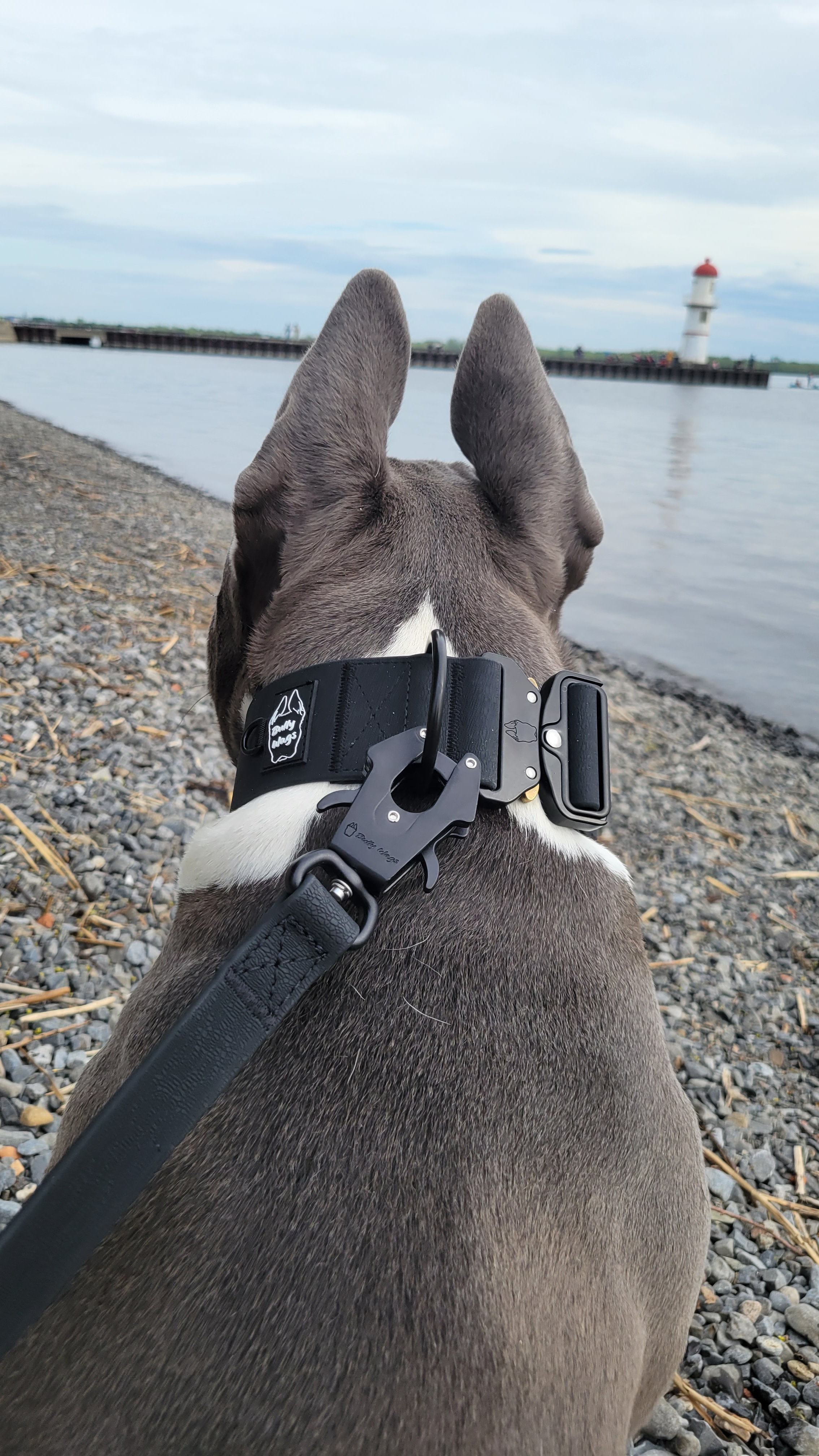 Bruce wearing a black 2-inch waterproof PVC dog collar and matching black waterproof PVC leash while standing near the water with a lighthouse visible in the distance.