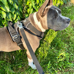 Bruce wearing a black Heavy Duty harness and attached black waterproof PVC leash with silver hardware while standing on grass in front of a fence covered with leaves.