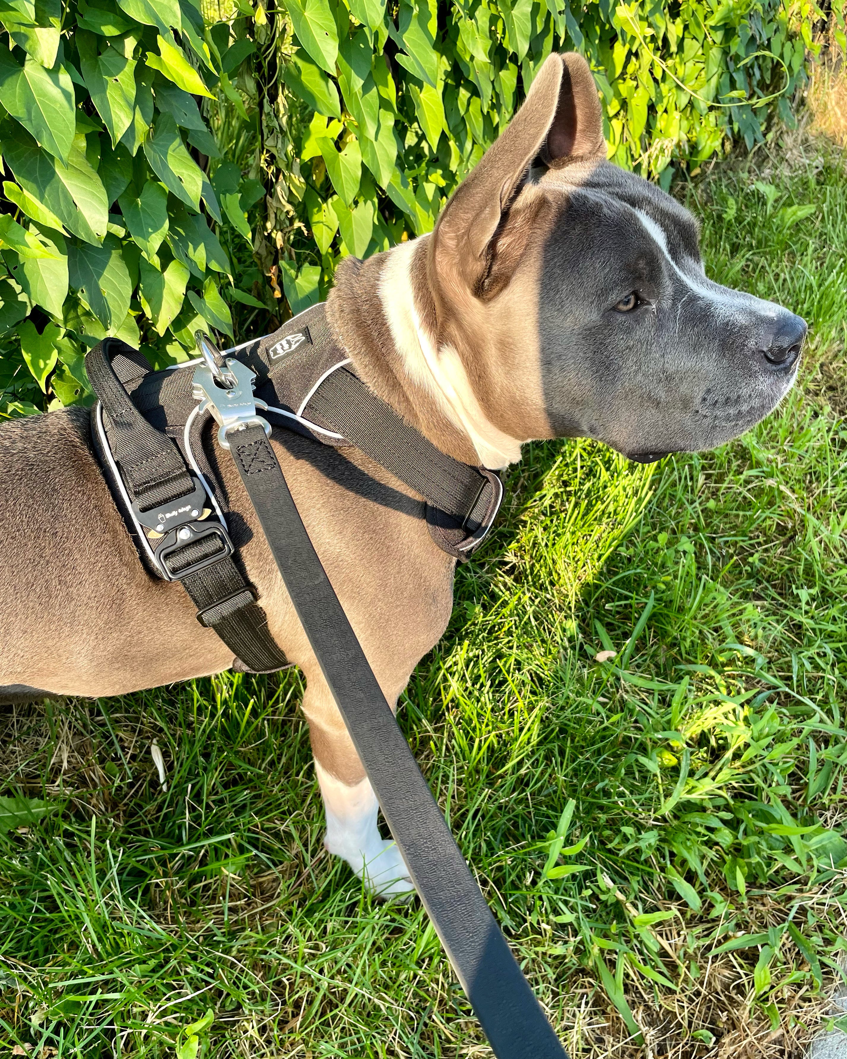 Bruce wearing a black Heavy Duty harness and attached black waterproof PVC leash with silver hardware while standing on grass in front of a fence covered with leaves.