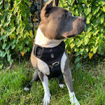 Bruce wearing a black Heavy Duty harness while sitting on grass in front of a fence covered with leaves.