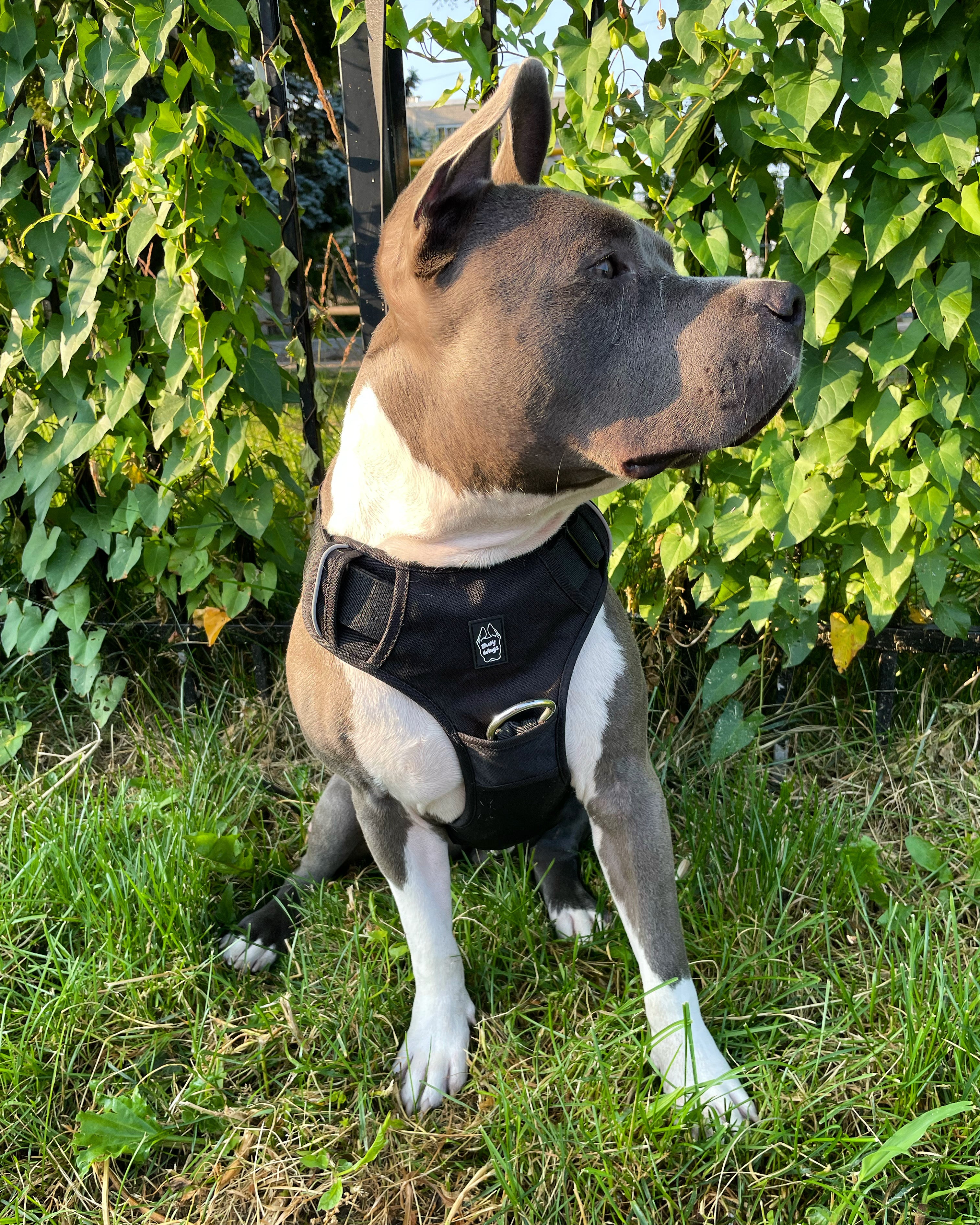 Bruce wearing a black Heavy Duty harness while sitting on grass in front of a fence covered with leaves.