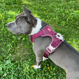 Bruce wearing a cherry wine Heavy Duty harness and attached black waterproof PVC leash with silver hardware while standing on grass outdoors.