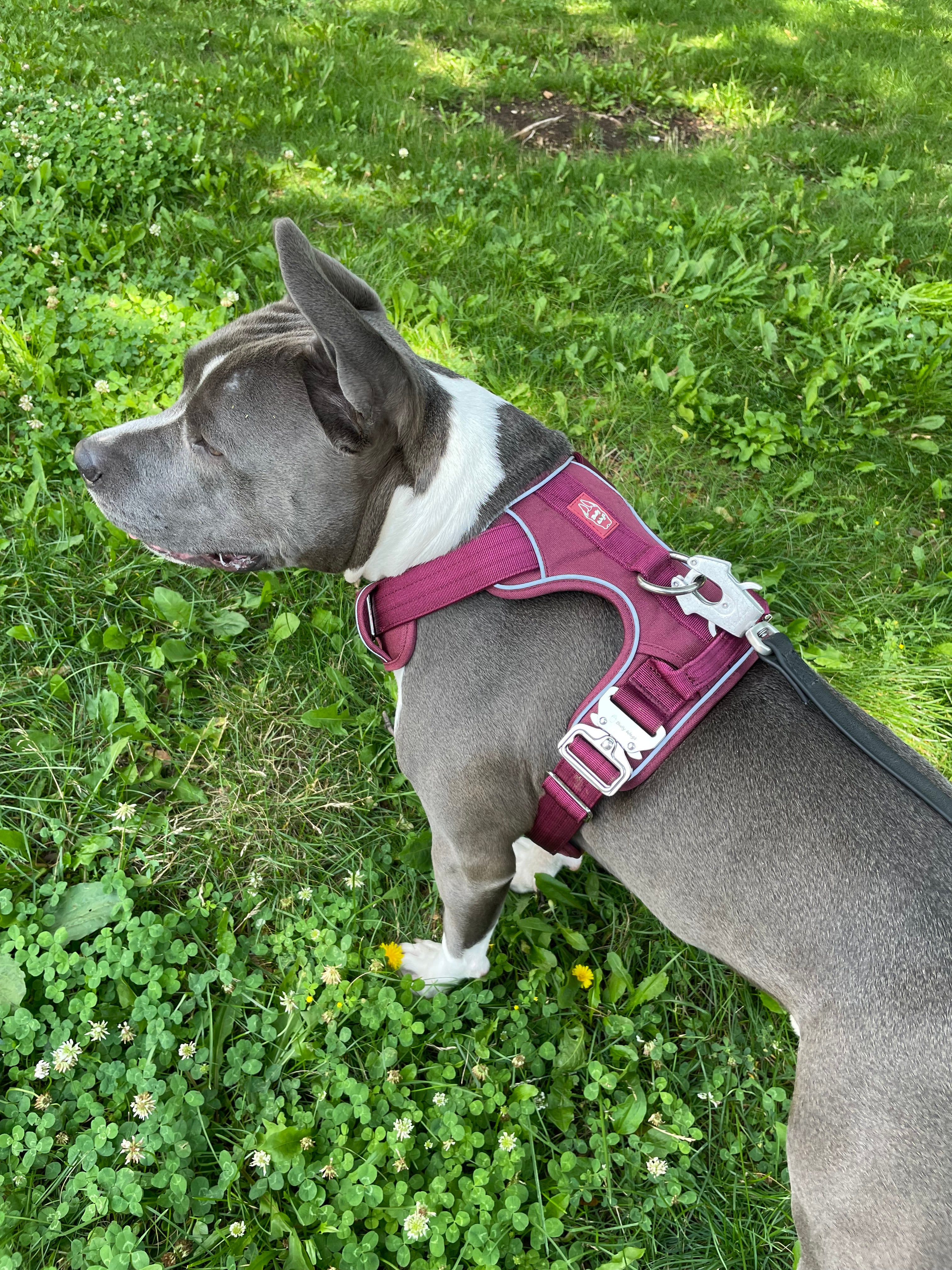 Bruce wearing a cherry wine Heavy Duty harness and attached black waterproof PVC leash with silver hardware while standing on grass outdoors.