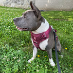 Bruce wearing a cherry wine Heavy Duty harness and attached black waterproof PVC leash with silver hardware while sitting on grass outdoors.