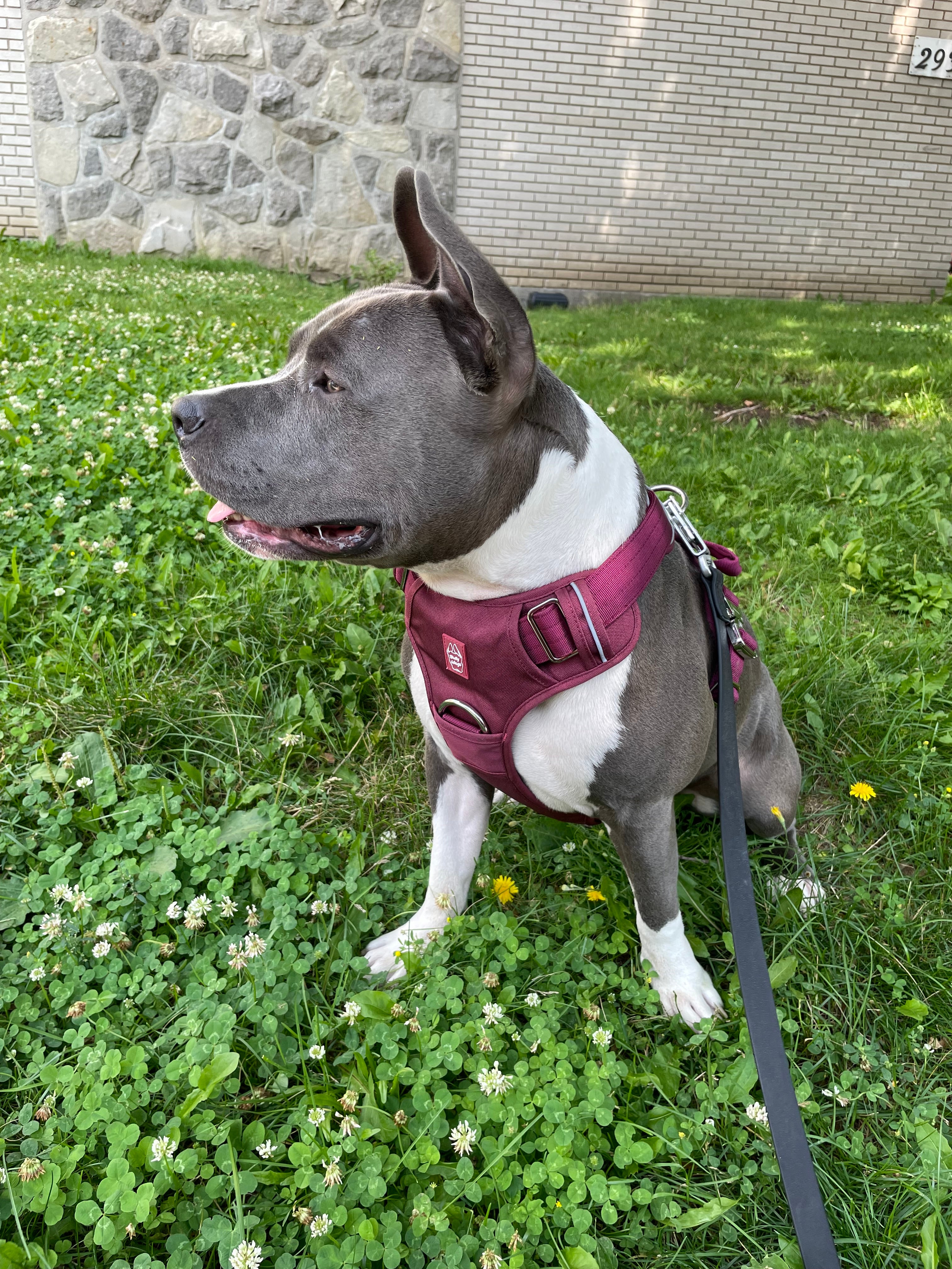 Bruce wearing a cherry wine Heavy Duty harness and attached black waterproof PVC leash with silver hardware while sitting on grass outdoors.