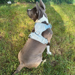 Dog wearing a Baby Blue Heavy Duty harness while sitting on grass outdoors.