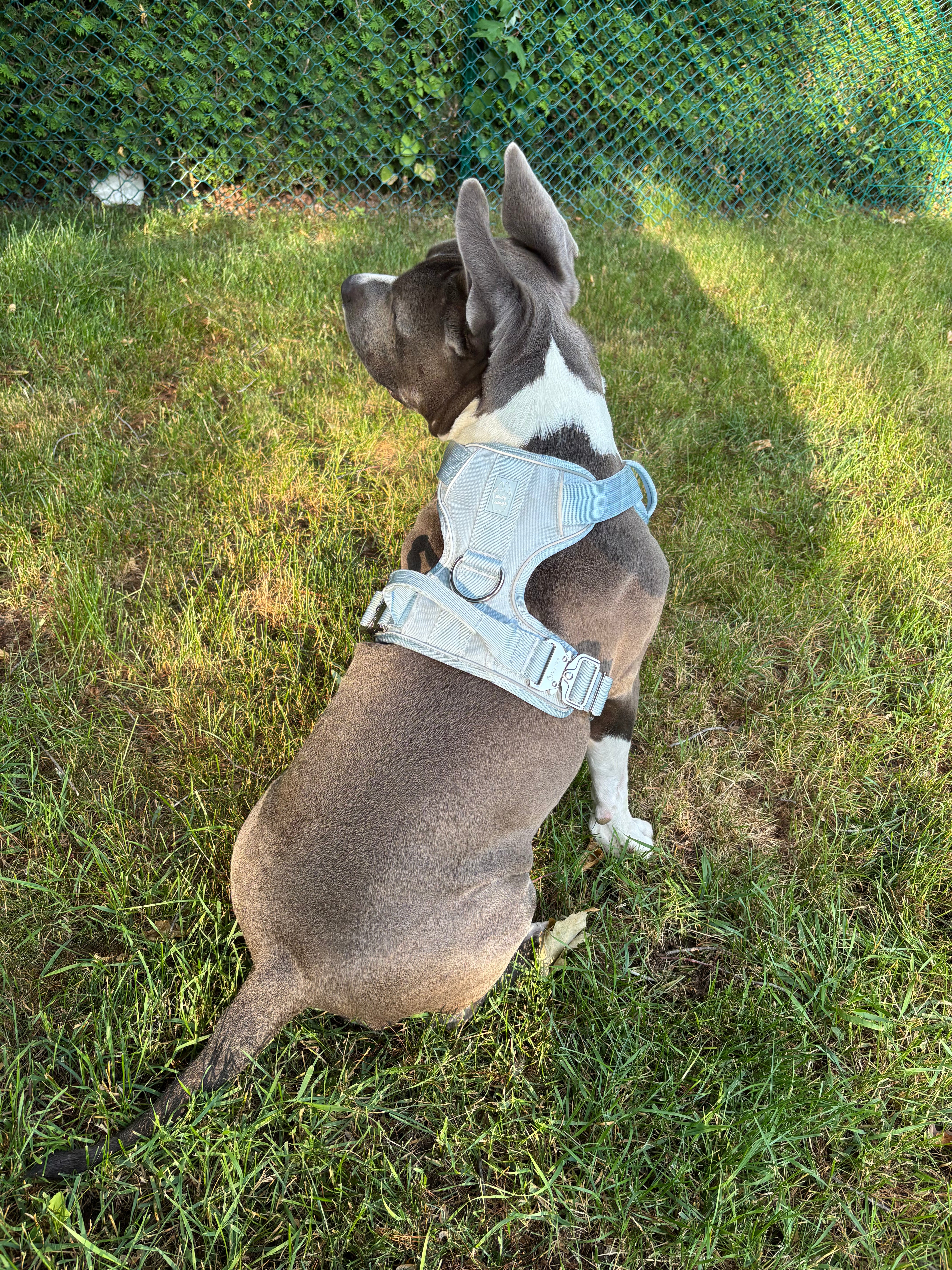Dog wearing a Baby Blue Heavy Duty harness while sitting on grass outdoors.