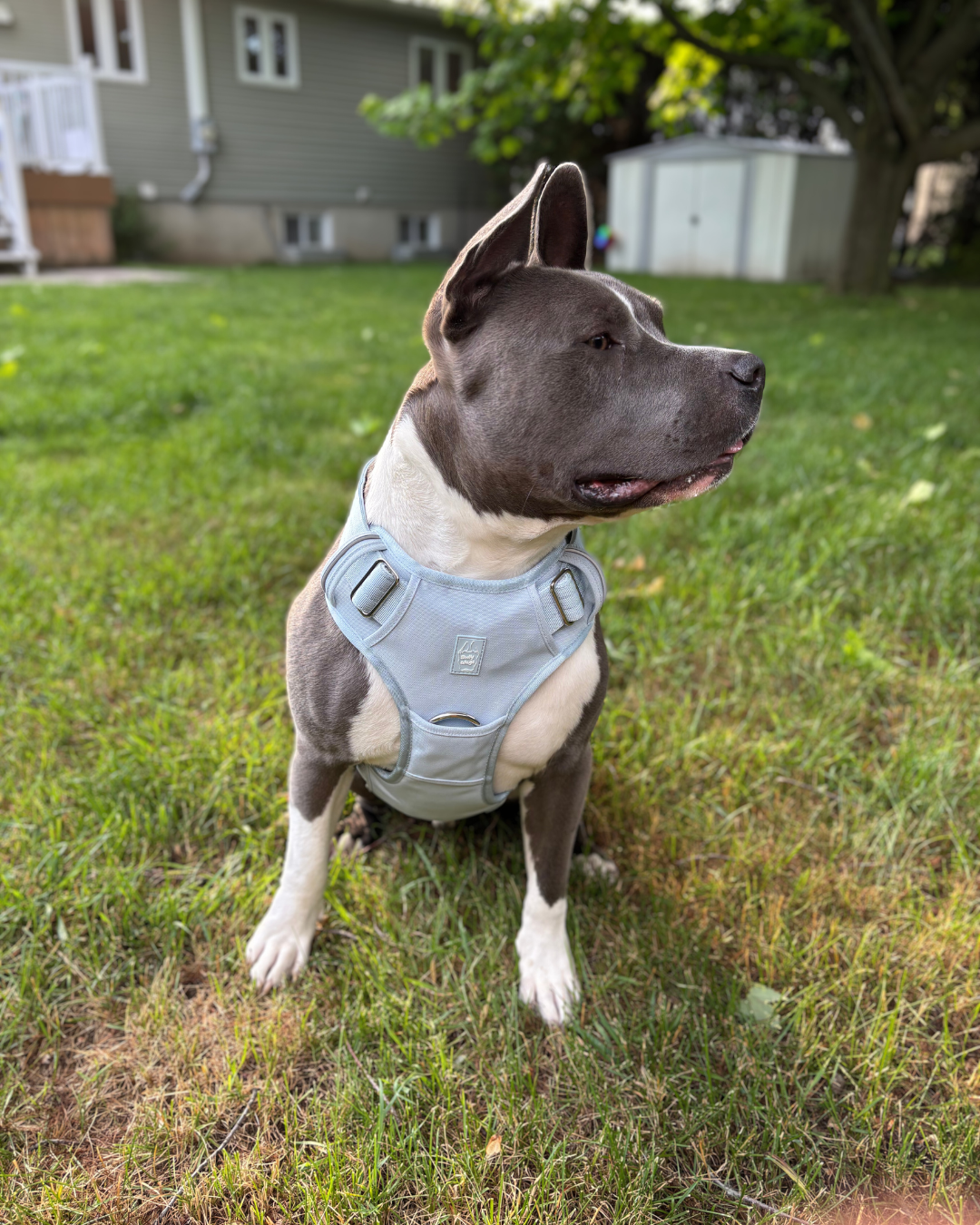 Dog wearing a Baby Blue Heavy Duty harness while sitting on grass with a house in the background.