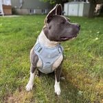 Dog wearing a Baby Blue Heavy Duty harness while sitting on grass with a house in the background.