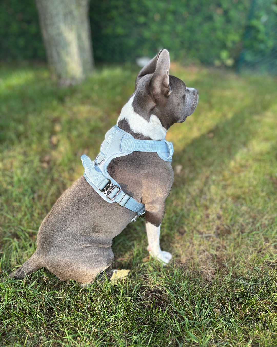 Dog wearing a Baby Blue Heavy Duty harness while sitting on grass outdoors.