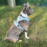Dog wearing a Baby Blue Heavy Duty harness while sitting on grass outdoors.