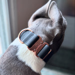 Dog wearing a dog collar with a metallic buckle in an indoor setting with a blurred background.