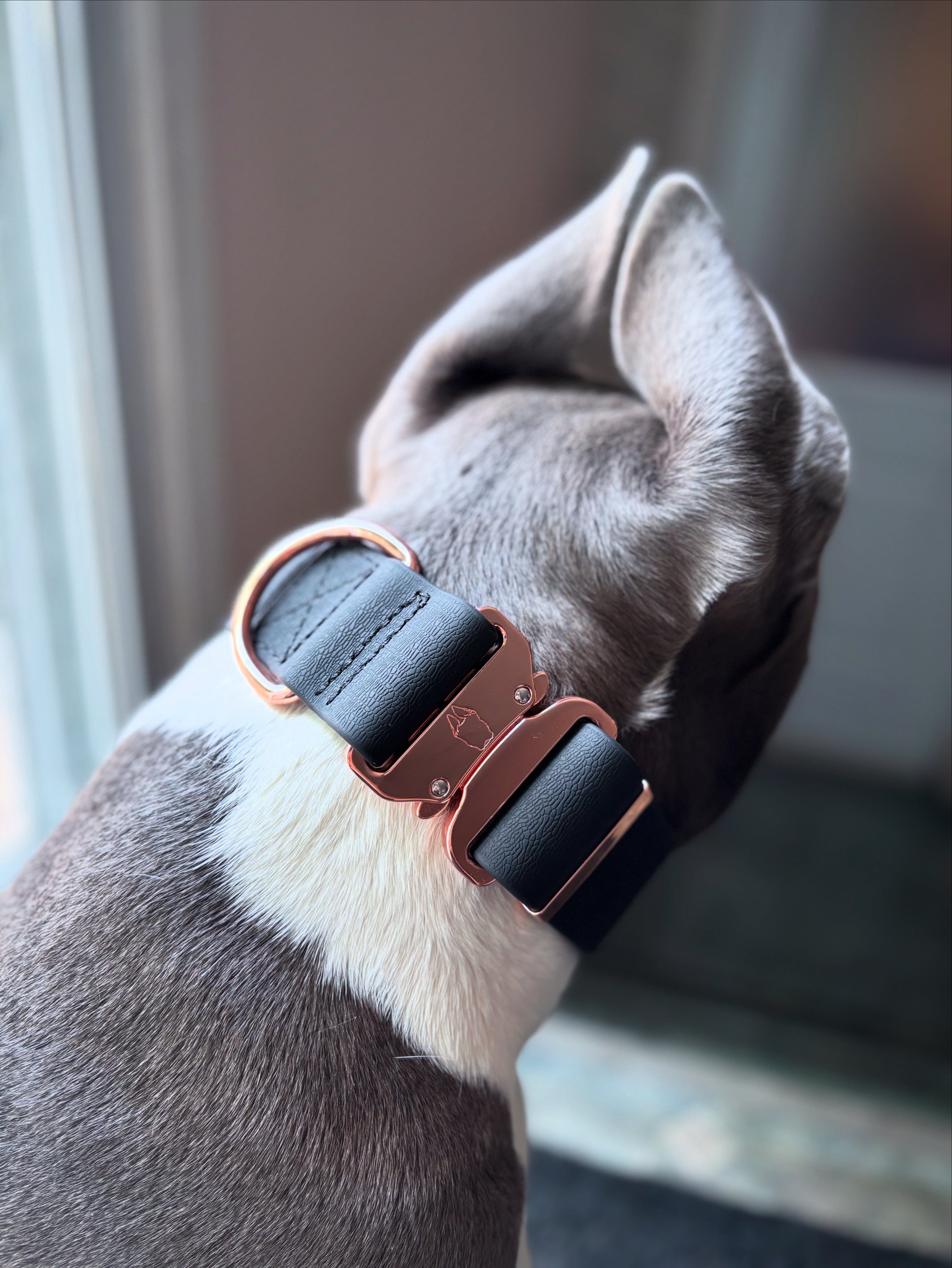 Dog wearing a dog collar with a metallic buckle in an indoor setting with a blurred background.