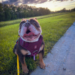 Brown and white English Bulldog wearing a cherry wine heavy duty harness while sitting on a concrete path beside a grassy field at sunset.