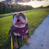 Brown and white English Bulldog wearing a cherry wine heavy duty harness while sitting on a concrete path beside a grassy field at sunset.