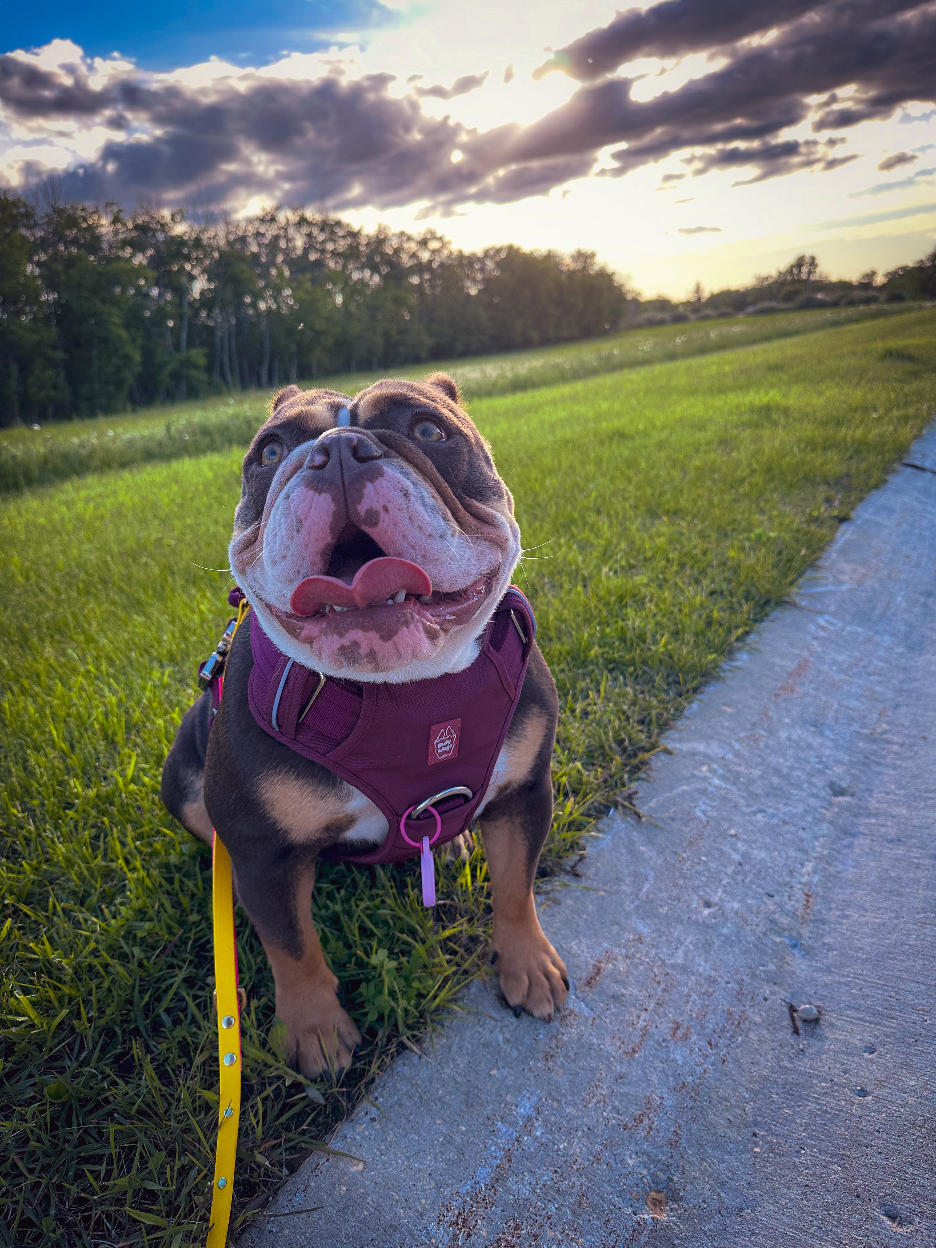 Brown and white English Bulldog wearing a cherry wine heavy duty harness while sitting on a concrete path beside a grassy field at sunset.