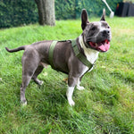 Gray dog wearing a cactus green Y-strap dog harness while standing on green grass in a backyard.