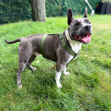 Gray dog wearing a cactus green Y-strap dog harness while standing on green grass in a backyard.