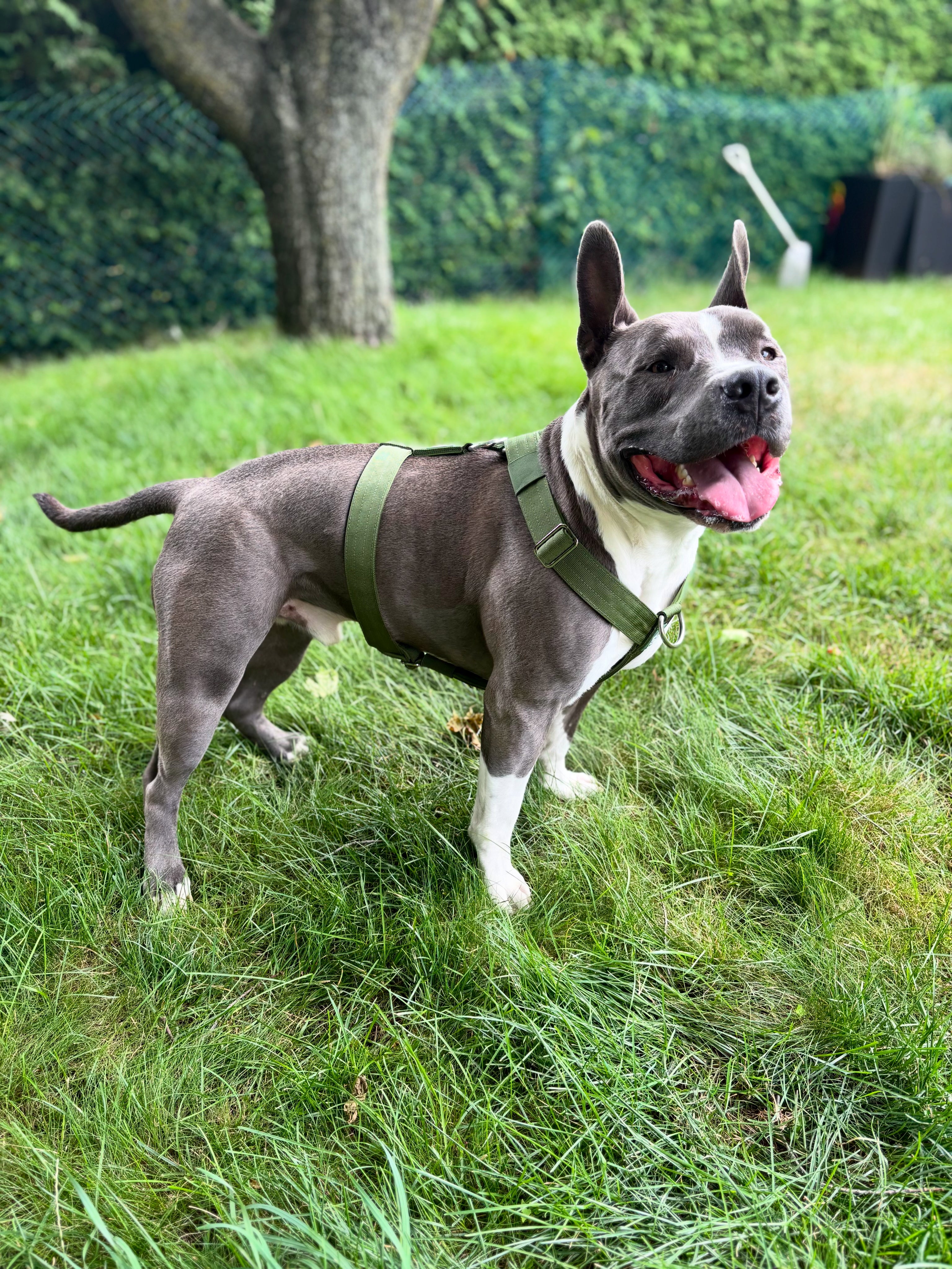 Gray dog wearing a cactus green Y-strap dog harness while standing on green grass in a backyard.