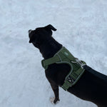 Harley wearing a cactus green Heavy Duty harness while standing in the snow outdoors.