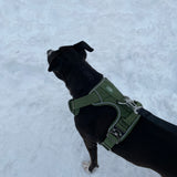 Harley wearing a cactus green Heavy Duty harness while standing in the snow outdoors.