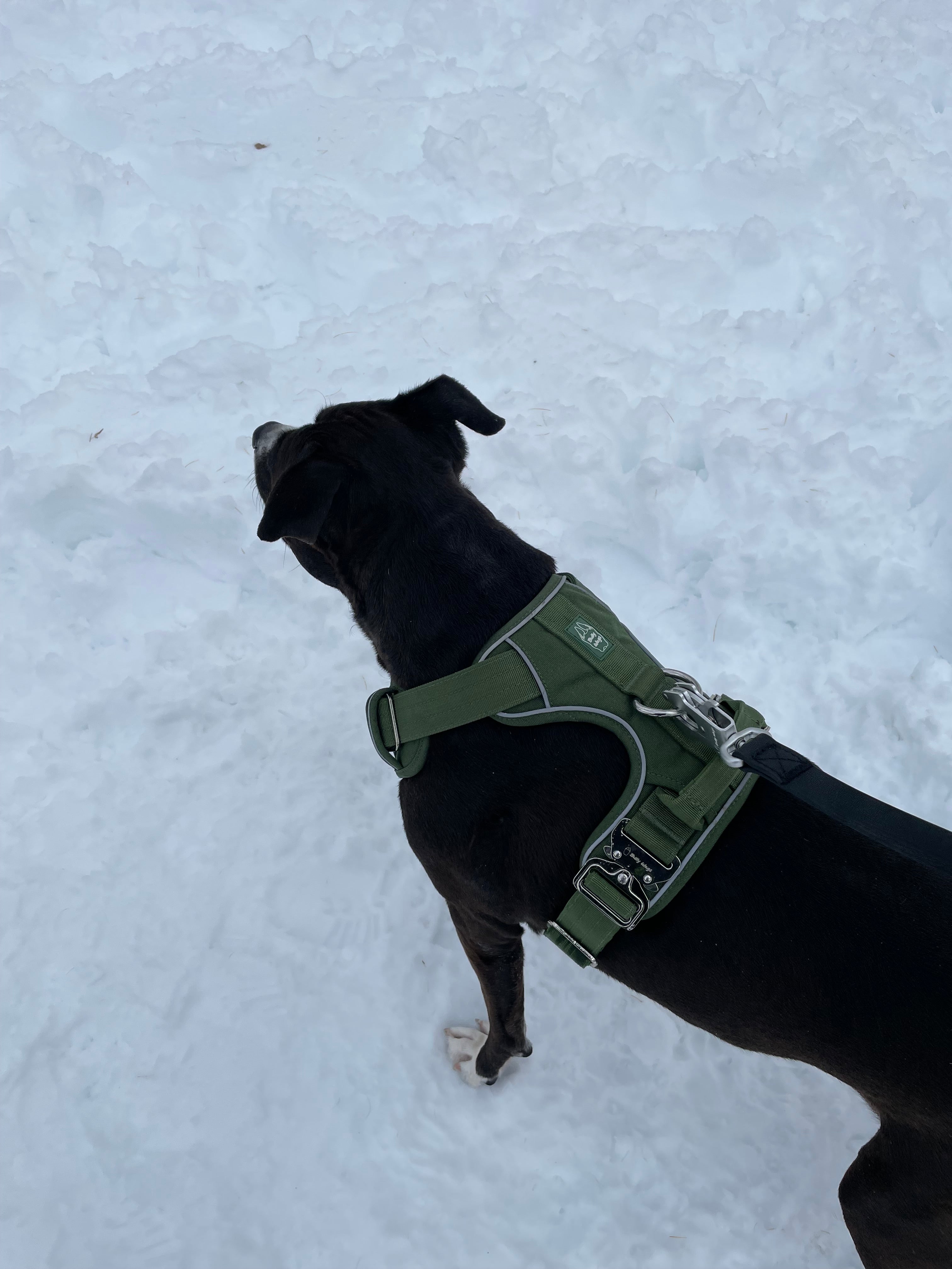 Harley wearing a cactus green Heavy Duty harness while standing in the snow outdoors.
