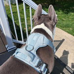 Large dog wearing a Baby Blue Heavy Duty Harness with a back leash attachment ring, standing outdoors beside a white railing.