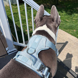 Large dog wearing a Baby Blue Heavy Duty Harness with a back leash attachment ring, standing outdoors beside a white railing.