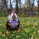 Dog wearing a lilac heavy-duty dog harness standing on grass with fallen leaves and trees in the background.