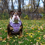 Dog wearing a lilac heavy-duty dog harness standing on grass with fallen leaves and trees in the background.