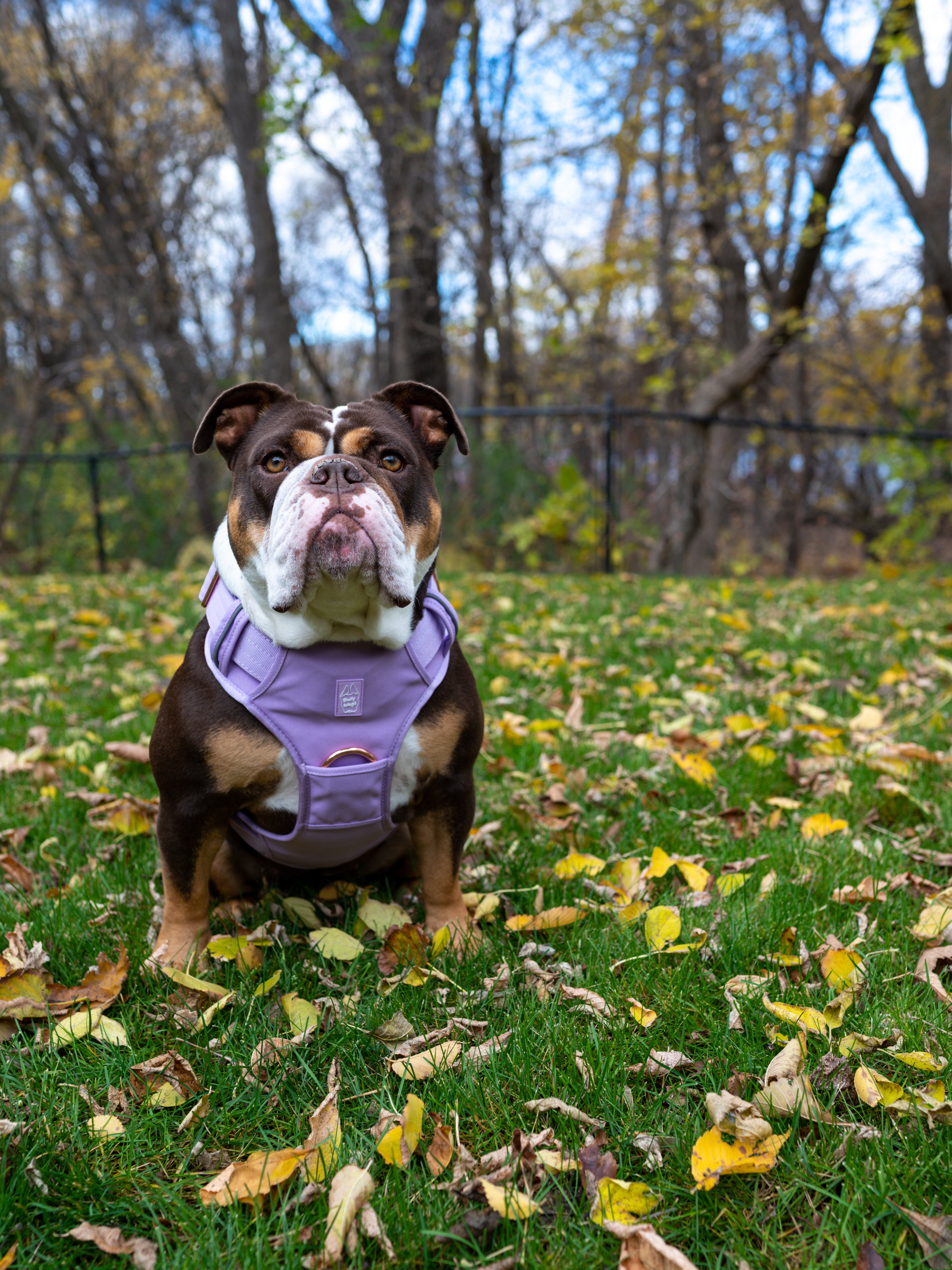 Dog wearing a lilac heavy-duty dog harness standing on grass with fallen leaves and trees in the background.